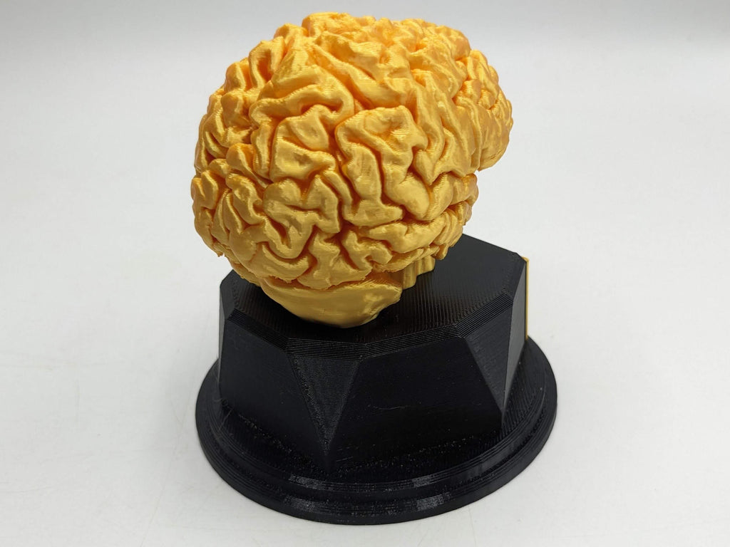 Personalised Brain Trophy, Big Brain Trophy, Best Quizzer Trophy, Clever Award Gift, Biggest Brain Trophy, Brain Award, Knowledge Trophy