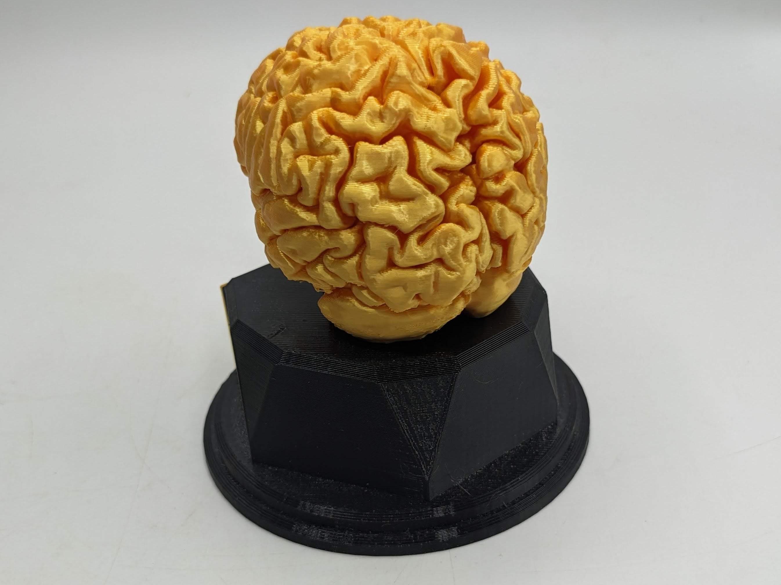 Personalised Brain Trophy, Big Brain Trophy, Best Quizzer Trophy, Clever Award Gift, Biggest Brain Trophy, Brain Award, Knowledge Trophy