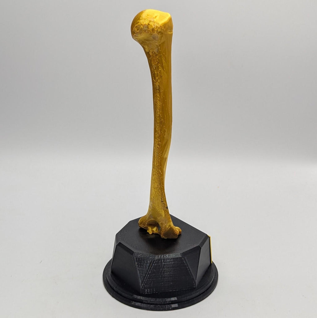 Personalised Humerus Bone Trophy, Humerus Bone Award Trophy, Bone Award Trophy, Custom Trophy Gift, Doctor Trophy Award, Skeleton Award