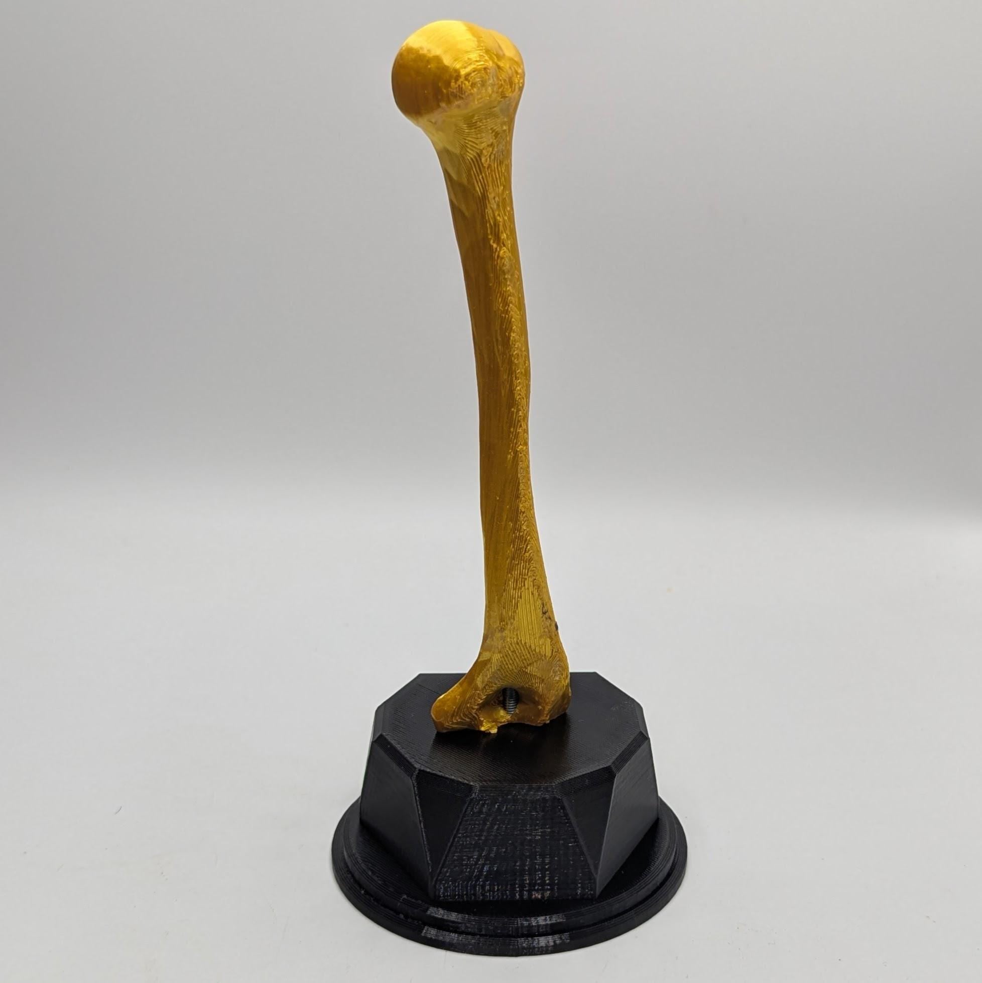 Personalised Humerus Bone Trophy, Humerus Bone Award Trophy, Bone Award Trophy, Custom Trophy Gift, Doctor Trophy Award, Skeleton Award